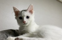 귀여운 아깽이들 입양하세요!