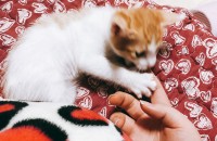 고양이.책임분양