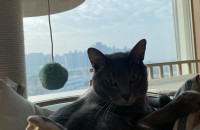 애교쟁이 아비시니안 무료분양 합니다