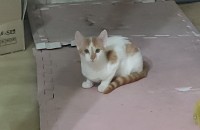 [경남 진주/사천] 1년 여아 무분합니다...