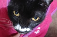 고양이 두마리 분양합니다