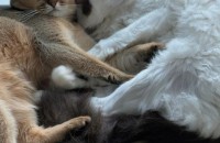 덕선 덕구 같이 분양보내요