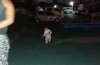 새끼길냥이 분양합니다