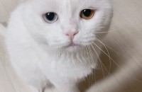 스코티쉬 폴드 중성화 완료 남아