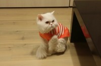 (울산)페르시안여아이무료분양합니다