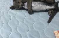 러시안블루 입양해주실 분 찾습니다