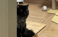 먼치킨 롱레그 분양합니다...