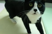 1살된 토미 입양보내요