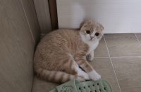 스코티쉬폴드 남아 무료분양