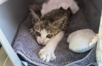 2개월 애기고양이 꼬미를 사랑으로 보듬어주실 분을 찾습니다!