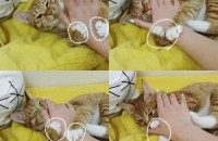 치즈태비고양이 무료분양이요~