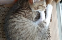 ♥매력적인 고등어태비 엄빠 찾습니다♥