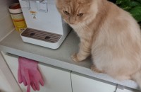 고양이 무료 분양합니다~