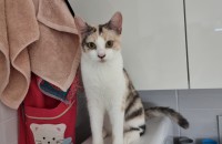 냥이 분양 합니당~