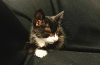 턱시도 고양이 분양