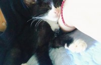 서울 길고양이 분양