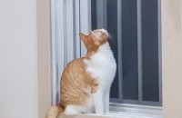 코숏, 렉돌 분양해요