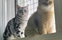 브리티쉬숏헤어 아메리칸숏헤어  자매 무료입양보내요