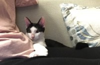 어미한테 버려졌던 아기 고양이 키우실 분 찾습니다