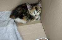 약 3개월 ~ 5개월 정도 된 아가냥이 입양하실 분을 찾습니다????❤