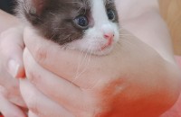 새끼고양이 무료분양합니다