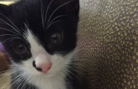 아기 고양이 무료분양 합니다
