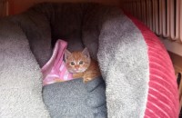 어미잃은 아기냥이 가족을 찾습니다 이쁘고 순해요