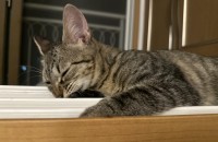 길냥이 입양 보냅니당 애교냥이애요