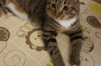 코리안숏헤어 수컷1년생