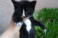 턱시도1.5개월 아깽이 책임분양해요~