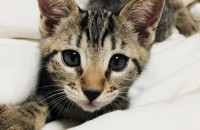 뱅갈 여아 분양합니다