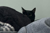 검은고양이 분양합니다