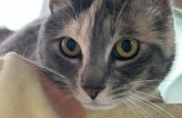 2살 여아 중성화 완료 코리안숏헤어 분양합니다ㅠ