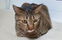 경남/창원 코숏 무료분양합니다 (예방접종, 중성화 O, 용품 무상제공)