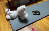 한쪽팔 문신 냥이다옹