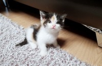 폴드믹스분양합니다