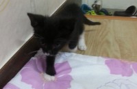 까만 고양이 무료로드립니다