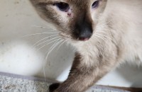 샴고양이  남아 4살추정 가족이되어주세요