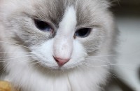 랙돌 성묘 4살추정 남아 가족이되어주세요