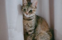 <김해><장유> 코숏 무료분양 합니다 ~! ~!