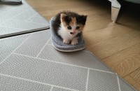 핵미모 공주님의 집사가 되어주실분