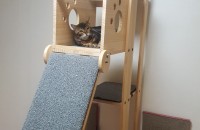 뱅갈 코숏 같이 보냅니다  경기 시흥