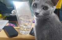 러시안블루 여아 개냥이 입양보냅니다..