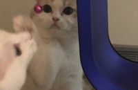 스코티시 스트레이트 남아 중성화 완료 분양합니다!