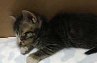 보호하고 있는 길냥이 무료분양합니다.