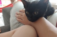 올블랙 매력둥이 고양이 분양합니다(부산)