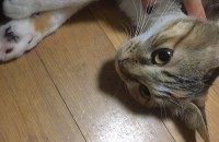 개냥이 무료분양합니다 완전 순해요ㅠㅠ