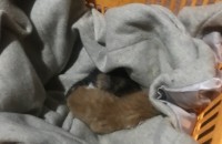 태어난지 2~3일 된 새끼고양이 무료분양합니다.