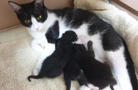 임보 고양이 입양하세요