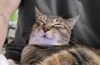 고양이 분양보냅니다 (강남)